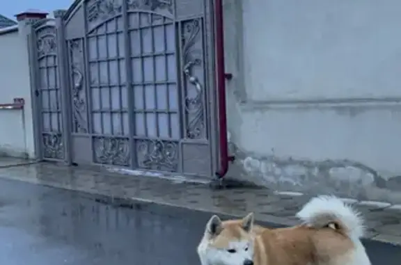 Собака Акита Ину на ул. Назранова, 53 (Чегем)