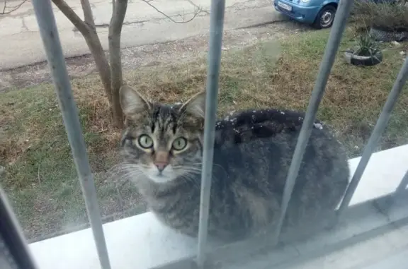 Пропала кошка на улице Рубина, 56 в Новороссийске.