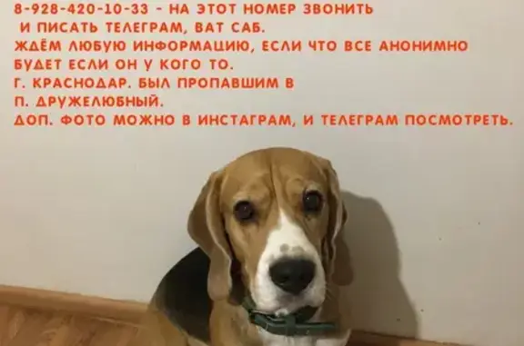 Пропала собака на ул. Дружелюбной, фото и контакты в ВК