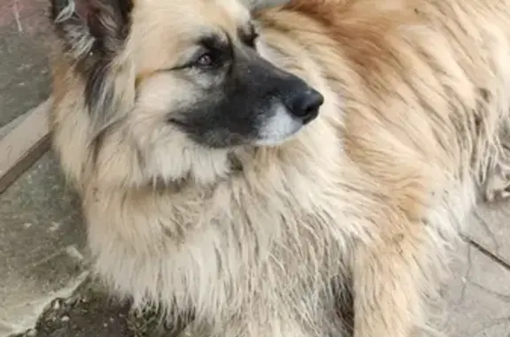 Найдена собака на улице Бурково, Королёв