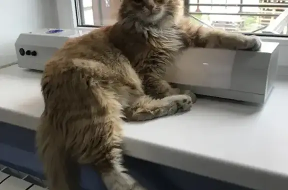 Пропал рыжий кот в клинике 