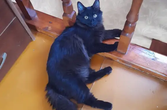 Кошки потеряшки, Иркутск, фото: Потеряшка кошка Кот на ул. Баумана, 97 в Иркутске