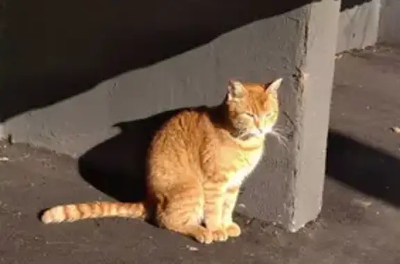 Найдена рыжая кошка на Чертановской, Москва