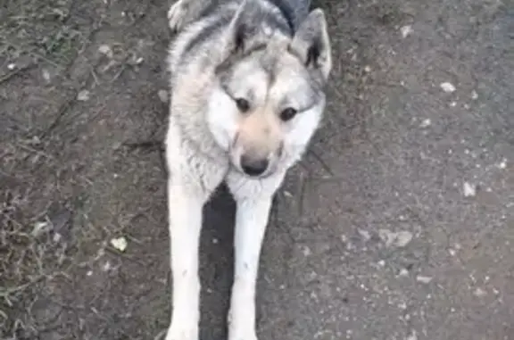 Пропала собака на Центральной, Щёлково
