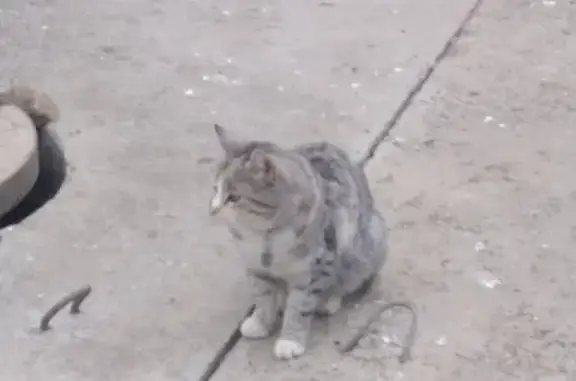 Найдена кошка с ошейником на ул. Киевской, 165