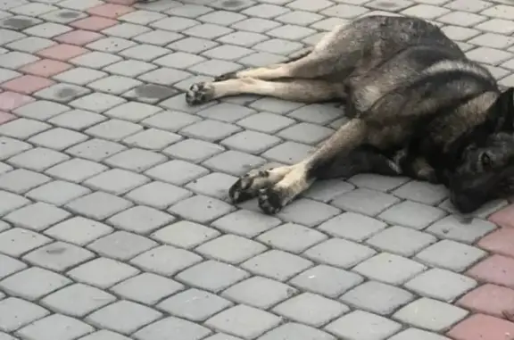 Пропала собака в районах Комсомольского проспекта и Деревянского сельского поселения.