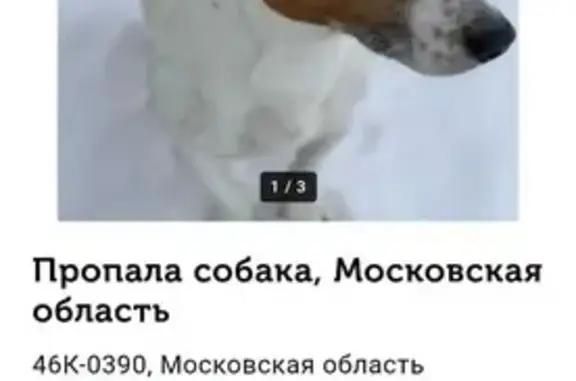 Пропала собака в Шихово, Дмитровский р-н: белый Джек Рассел Терьер с рыжими пятнами.