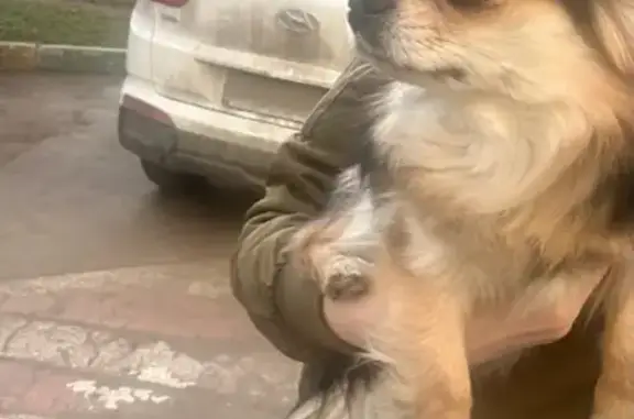 Собака найдена на Затонной, 17 в Москве
