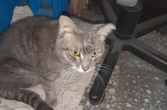 Найдена серая кошка на пр. Ленина, 18А в Братске
