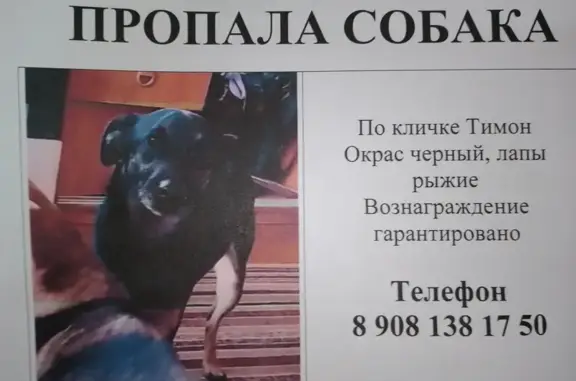 Пропала собака Тимон на ул. Академика Прянишникова 36, Воронеж