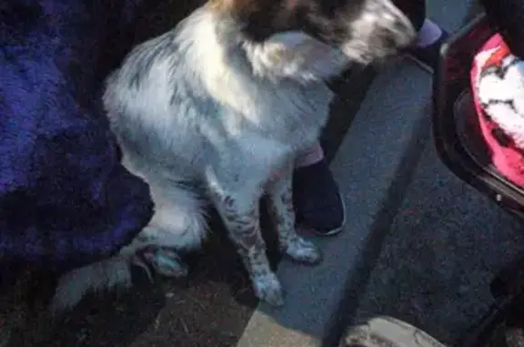 Объявления о пропавших и найденных животных, Ростов-на-Дону, фото: Найдена собака на пр. Шолохова, 56 (Мальчик, добрый, молодой)