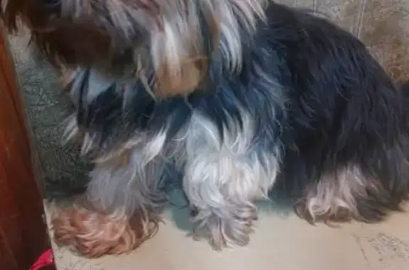 Пропала собака на Весёлой улице, Йоркширский терьер девочка, тел. +79119927921