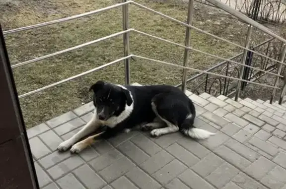 Пропала собака на Комсомольской улице.