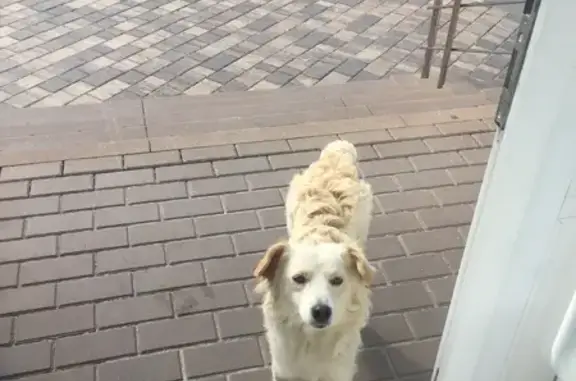 Пропала собака на Комсомольской улице