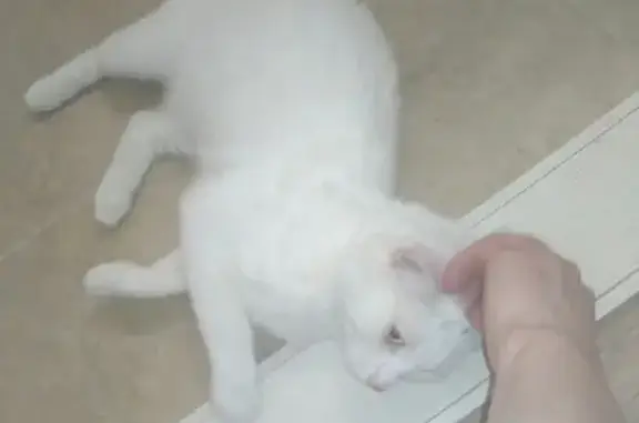 Найден ласковый белый кот на Муринской дороге