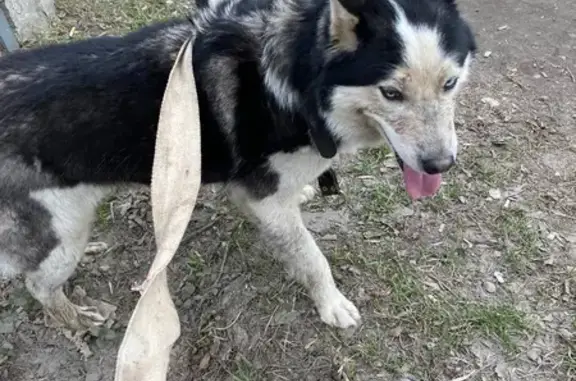Найдена собака Хаски на Быковском шоссе