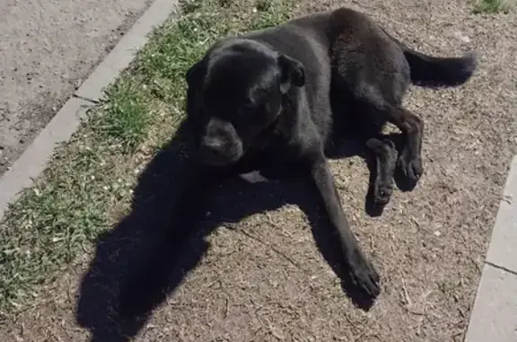 Собака Лабрадор найдена на улице Русская в Симферополе
