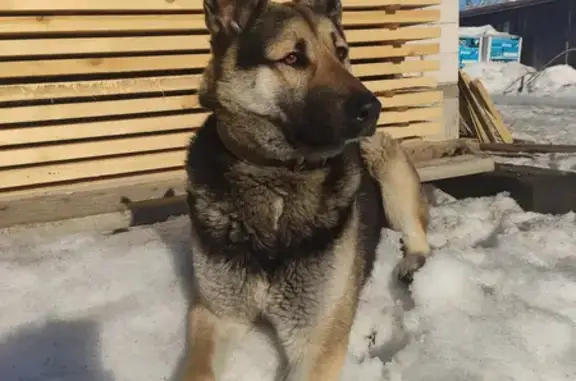 Пропала собака Мальчик в Тураково (46К-8420)
