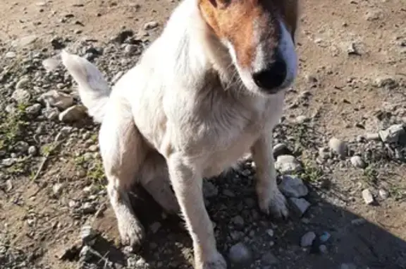 Найдена собака Джек Рассел на ул. Головатого, 6 в Краснодаре