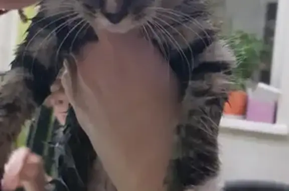 Найден серый котенок на ул. Тыко Вылки, 2 в Нарьян-Маре