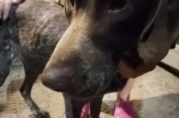 Найдена худая собака в Заречном, Панковское городское поселение