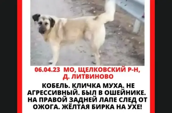 Пропала собака Кобель Муха, 46К-3190, Московская область