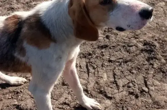 Найдена собака в районе нефтепровода Дружба, Тамбовская область