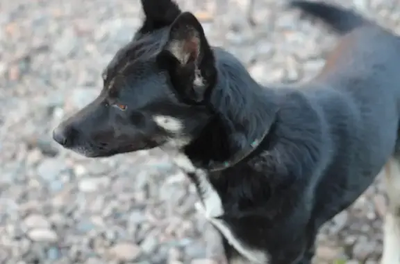 Пропала собака Байкал в Калинино, Республика Хакасия