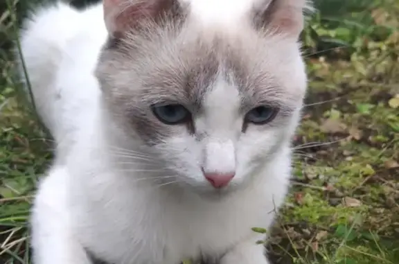 Пропала тайская кошка в Ульяновской области