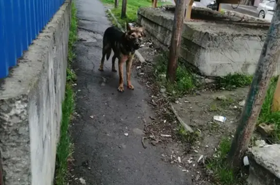 Напуганная собака на ул. Гусева, 63