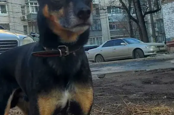 Найден взрослый пёсик на Индустриальной улице, Хабаровск