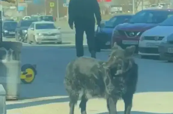 Найдена собака на ул. Гурзуфская, 19, Екатеринбург.