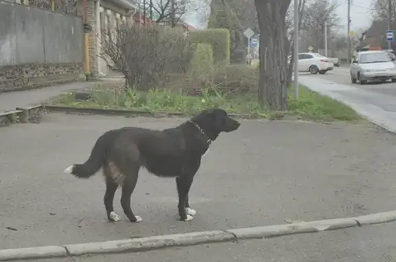 Найдена собака на Александровской, 202