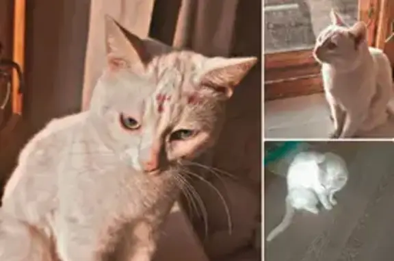 Кошки потеряшки, Ульяновск, фото: Потеряшка кошка Соня на проспекте Гая, 10 в Ульяновске