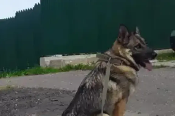 Пропала собака Мальчик в Курьяново