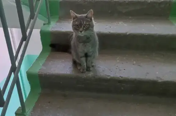 Найдена кошка у дома Труда 19 в Челябинске