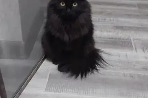 Кошки потеряшки, Ульяновск, фото: Потеряшка кот Симба, ул. Репина 12Б, Ульяновск