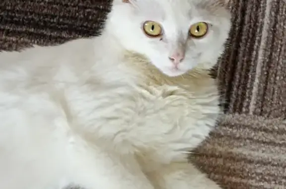 Белый котенок найден на ул. М. Расковой, 32, Саранск