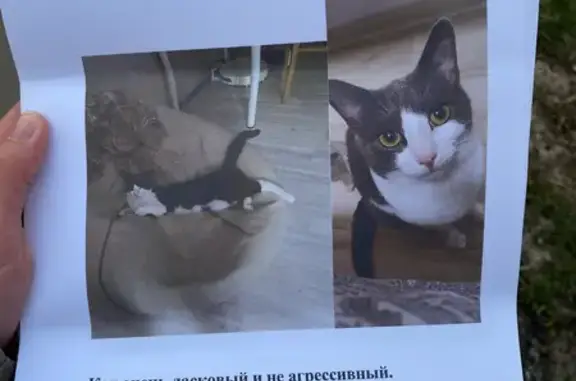 Пропала кошка Кот, центр. ул. 13, Внуково
