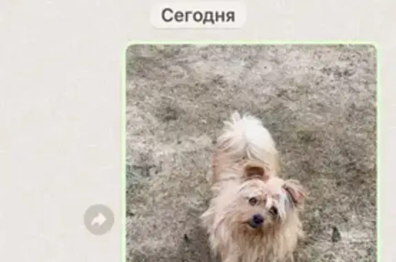 Найдена собака в Кармолино, ищем старых хозяев
