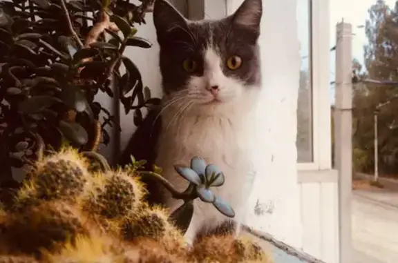 Кошка пропала на ул. Карла Маркса, 99