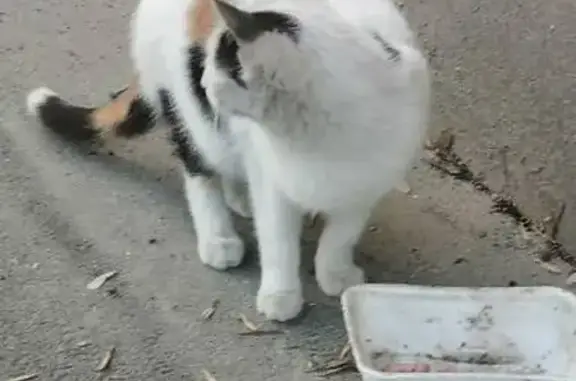 Кошечка ищет хозяина на 50 лет Октября, Саратов