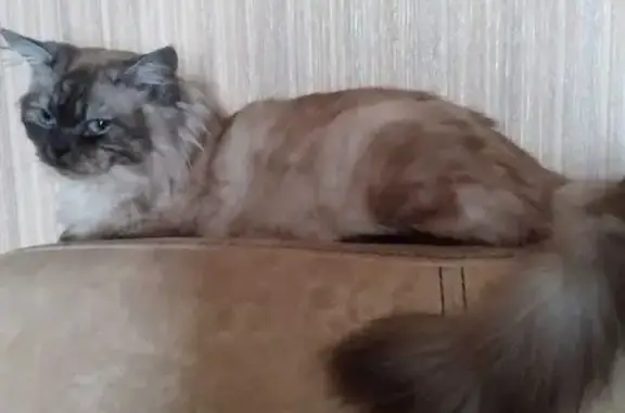 Пропала кошка Мальчик в Новохопёрске, Воронежская область
