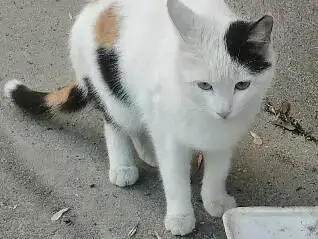 Найдена кошка на пр-те 50 лет Октября, Саратов