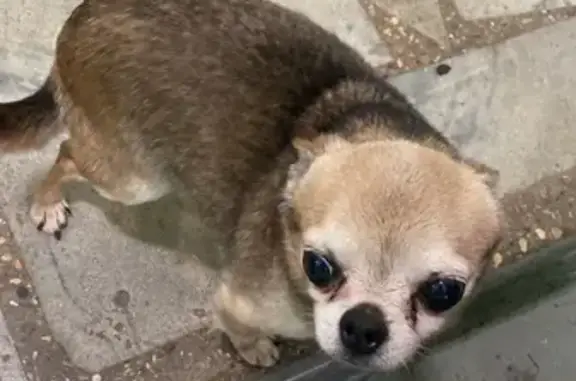 Собака Чихуахуа найдена на улице Гурьянова, 31 в Москве.