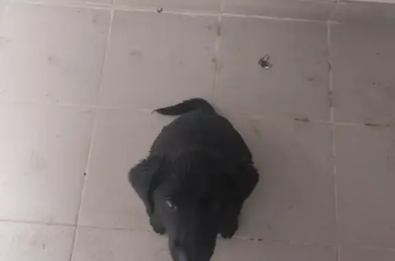 Найдена чёрная собака с ошейником на улице Ленина, 259