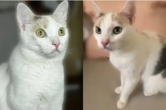 Кошки потеряшки, Набережные Челны, фото: Потеряшка кошка в 47 комплексе, Набережные Челны