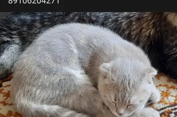 Пропала британская кошка в Касимове, Рязанская область