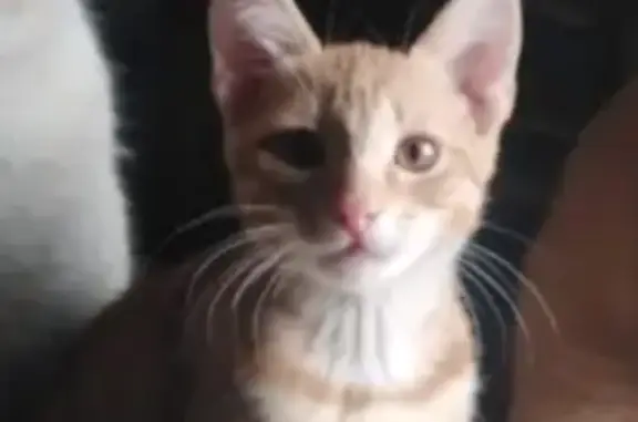 Потерянные животные Тамбов, фото: Пропала кошка Яша на Авиационной улице в Тамбове