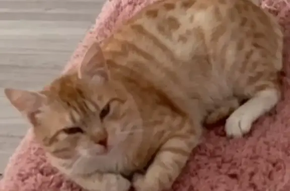 Объявления о пропавших и найденных животных, Сочи, фото: Пропал кот, Водораздельная ул. 45/1, Сочи